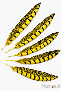 Fazant van Colchis - 20-30 cm - geel